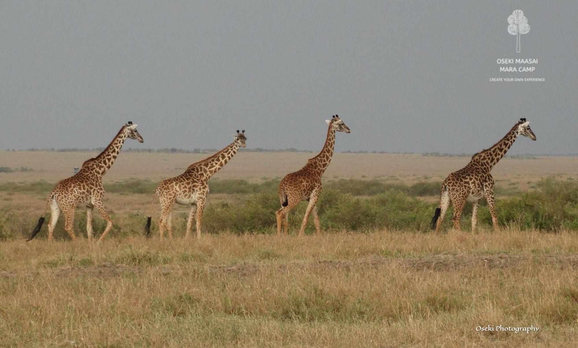Oseki Maasai Mara Camp Hotell Narok Exteriör bild