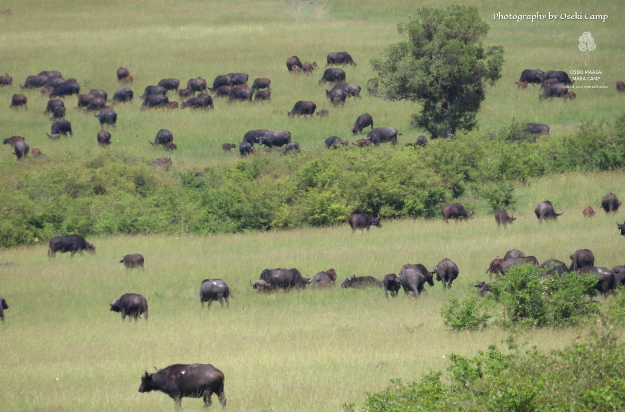 Oseki Maasai Mara Camp Hotell Narok Exteriör bild