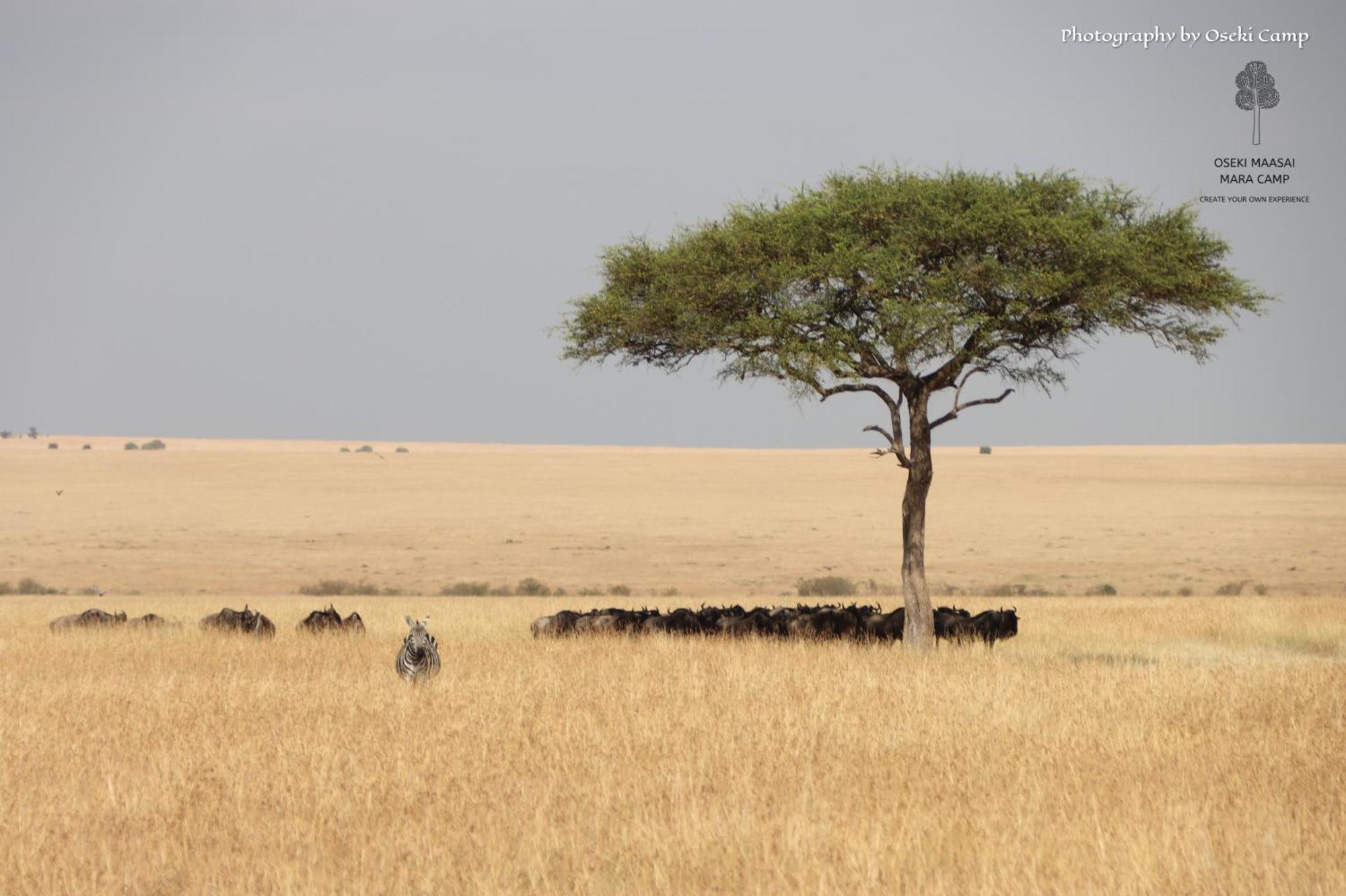 Oseki Maasai Mara Camp Hotell Narok Exteriör bild